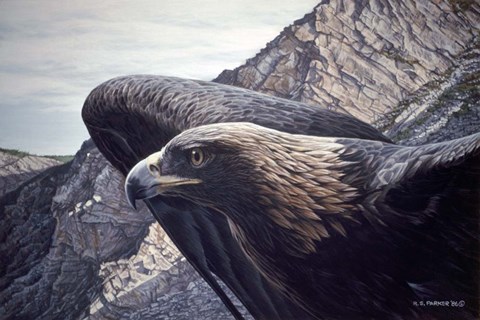 Framed Golden Eagle 2 Print