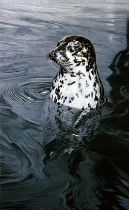 Framed Harbor Seal Print