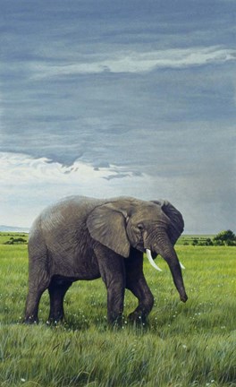 Framed Elephant Print