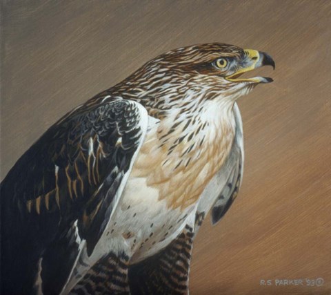 Framed Ferruginous Hawk Print