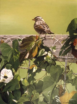 Framed Morning Glory Print