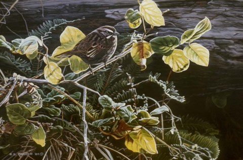 Framed Song Sparrow On Salal Print