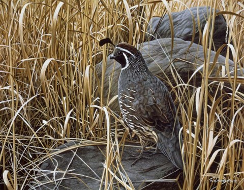Framed Golden Grasses Print