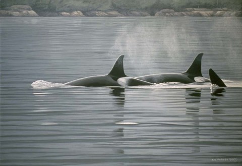 Framed Coastal Vapours Print