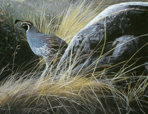 Framed California Quail Print