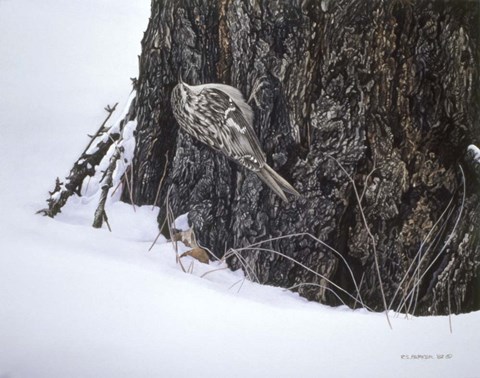 Framed Brown Creeper Print