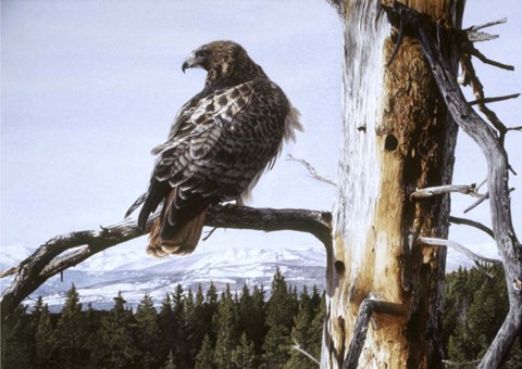 Framed Red Tailed Hawk Print