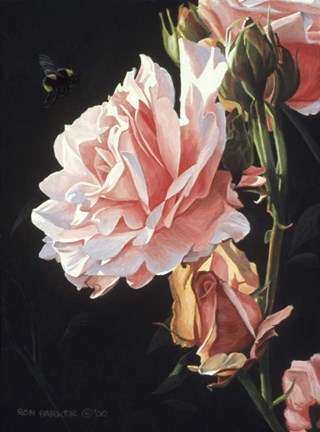 Framed Rose And Bumblebee Print