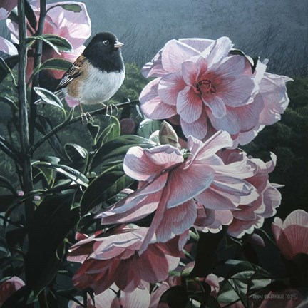 Framed Junco And Camelia Print