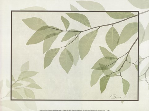 Framed Ghost Leaves II Print