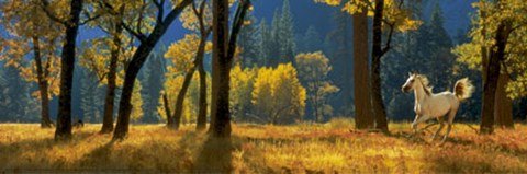 Framed Running Free Print