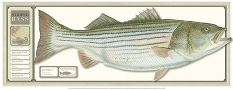 Framed World Record Striped Bass Print