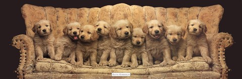 Framed Golden Pup Line-Up Print