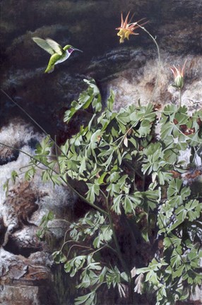 Framed Hummingbird Print