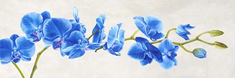 Framed Blue Orchid Print