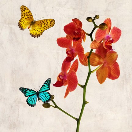 Framed Orchids &amp; Butterflies II Print