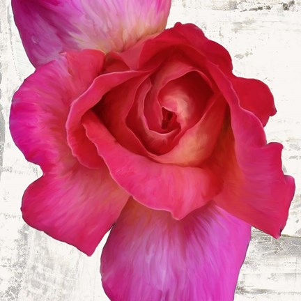 Framed Spring Roses I Print