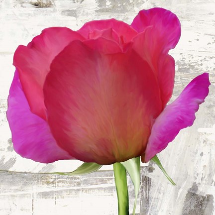 Framed Spring Roses II Print