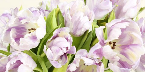 Framed Tulipes en Fleur Print