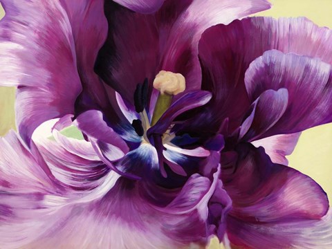 Framed Purple Tulip Close-up Print