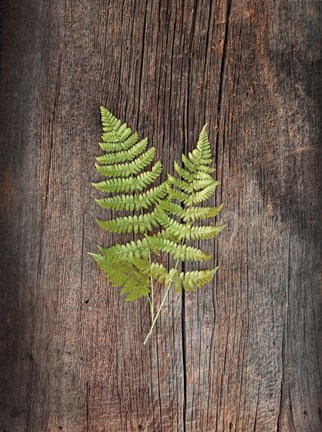 Framed Woodland Fern II Print