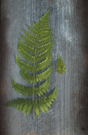 Framed Woodland Fern V Print