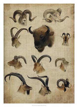 Framed American Trophy IV Print