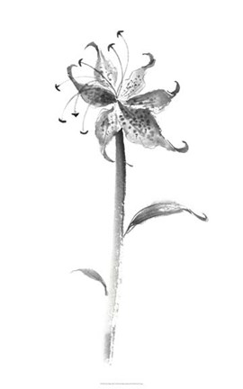 Framed Ink Tiger Lily Print