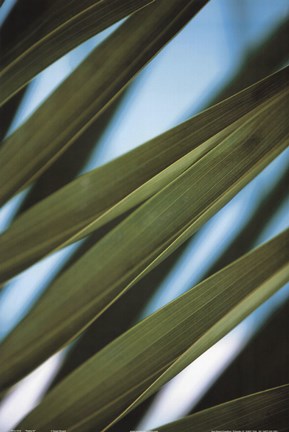 Framed Palma IV Print