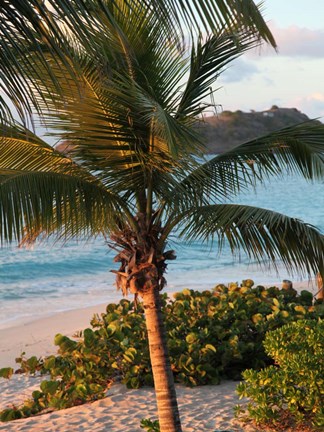 Framed Sunset Palms I Print