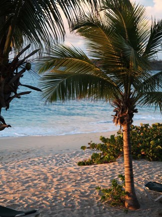 Framed Sunset Palms II Print