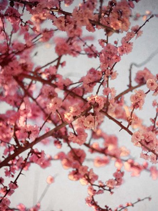 Framed Cherry Blossoms I Print