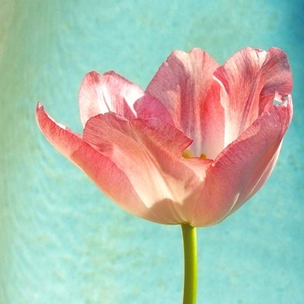 Framed Pink Tulip Print