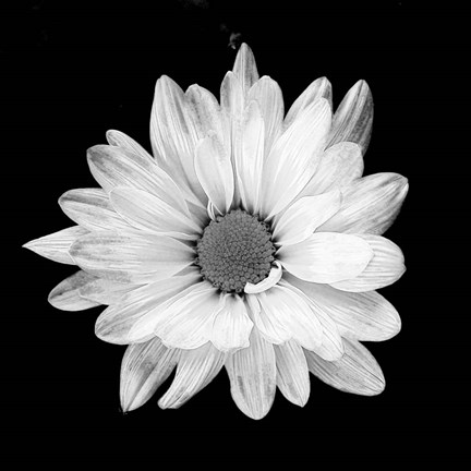 Framed White Daisy I Print