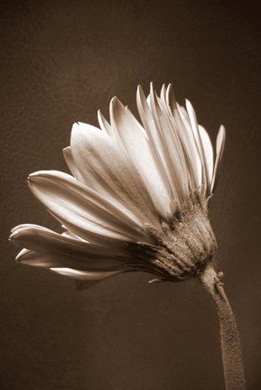 Framed Sepia Flower II Print