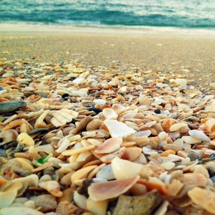 Framed Shells Beach II Print