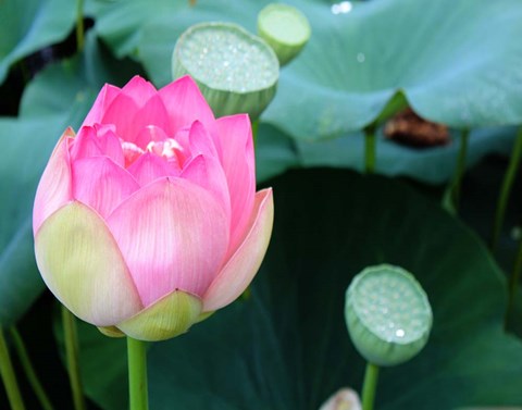 Framed Purple Lotus II Print