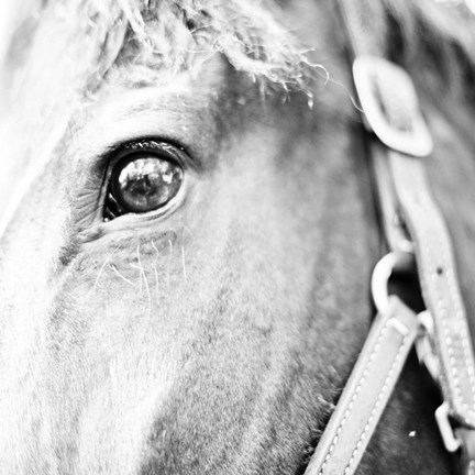 Framed In the Stable I Print