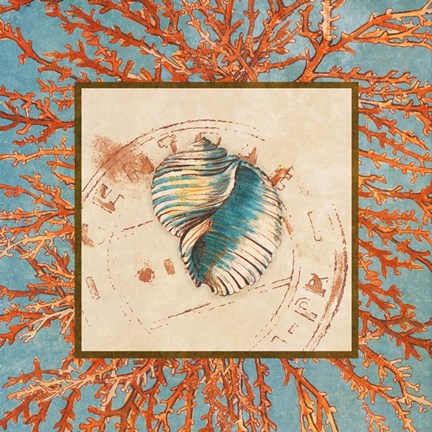 Framed Coral Medley Shell I Print