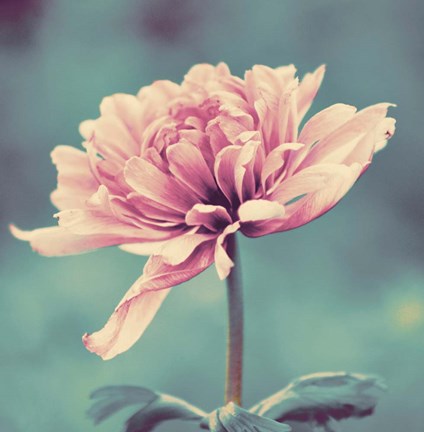 Framed Gorgeous Pink Print