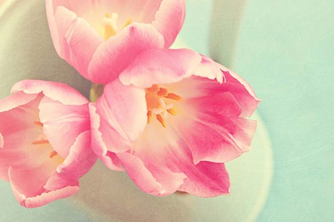 Framed Resplendent Blossoms II Print