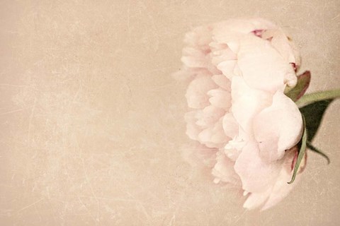 Framed Alluring Flower Print