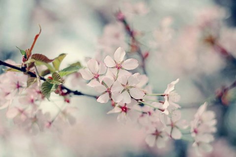 Framed Branch of Beauty Print