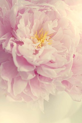 Framed Angelic Petals Print