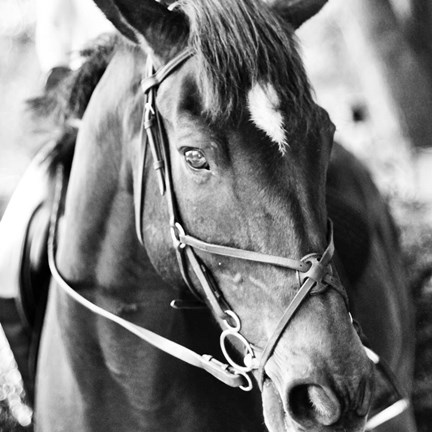 Framed Derby Square III Print