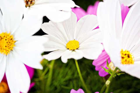Framed Daisies I Print