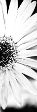 Framed White Bloom I Print