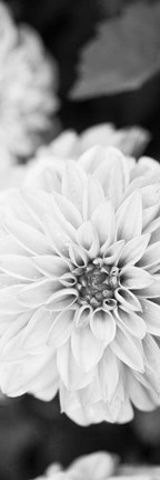 Framed White Bloom II Print