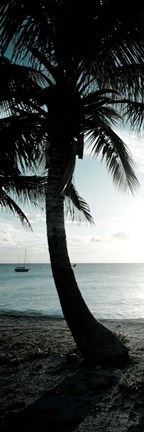 Framed Cool Bimini Palm II Print