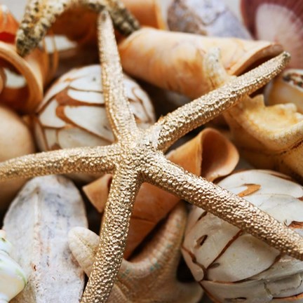 Framed Gold Starfish I Print